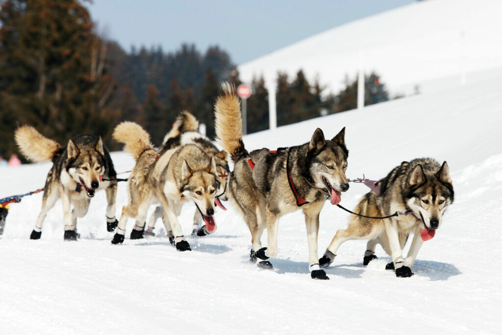 Chiens de traîneaux